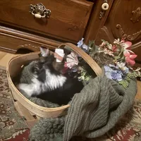 Parti girl 2, a female Yorkshire Terrier for sale in Elkhorn City, KY – Photo 2 of 10