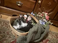 Parti girl 2, a female Yorkshire Terrier for sale in Elkhorn City, KY – Photo 2 of 10