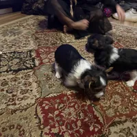 Parti girl 2, a female Yorkshire Terrier for sale in Elkhorn City, KY – Photo 10 of 10