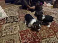 Parti girl 2, a female Yorkshire Terrier for sale in Elkhorn City, KY – Photo 10 of 10