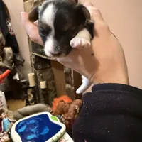 Parti girl 2, a female Yorkshire Terrier for sale in Elkhorn City, KY – Photo 6 of 10