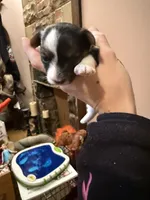 Parti girl 2, a female Yorkshire Terrier for sale in Elkhorn City, KY – Photo 6 of 10