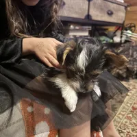 Parti girl 2, a female Yorkshire Terrier for sale in Elkhorn City, KY – Photo 7 of 10