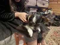 Parti girl 2, a female Yorkshire Terrier for sale in Elkhorn City, KY – Photo 7 of 10