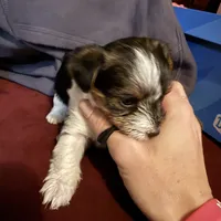 Parti girl 2, a female Yorkshire Terrier for sale in Elkhorn City, KY – Photo 4 of 10