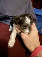 Parti girl 2, a female Yorkshire Terrier for sale in Elkhorn City, KY – Photo 4 of 10