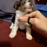 Parti girl 2, a female Yorkshire Terrier for sale in Elkhorn City, KY – Photo 5 of 10