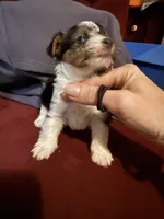 Parti girl 2, a female Yorkshire Terrier for sale in Elkhorn City, KY – Photo 5 of 10