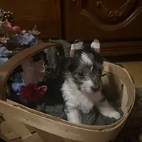 Parti girl 2, a female Yorkshire Terrier for sale in Elkhorn City, KY – Photo 1 of 10