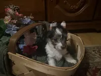 Parti girl 2, a female Yorkshire Terrier for sale in Elkhorn City, KY – Photo 1 of 10