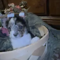 Parti girl 2, a female Yorkshire Terrier for sale in Elkhorn City, KY – Photo 3 of 10