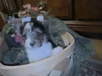 Parti girl 2, a female Yorkshire Terrier for sale in Elkhorn City, KY – Photo 3 of 10