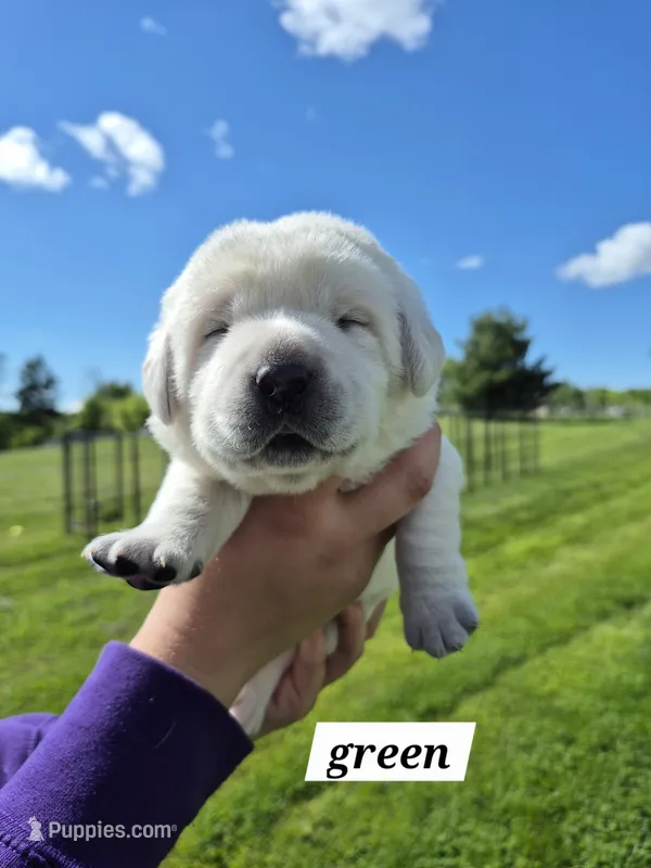 Green – Labrador Retriever puppy for sale in Shortsville, NY