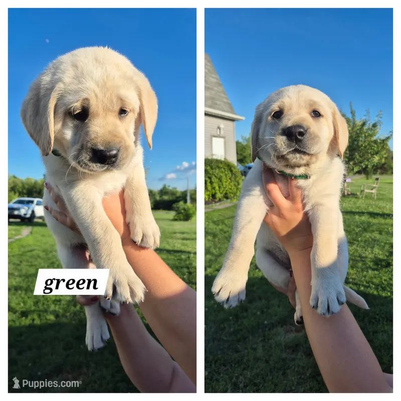 Green – Labrador Retriever puppy for sale in Shortsville, NY