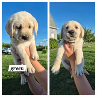 Green, a male Labrador Retriever for sale in Shortsville, NY – 1 of 5