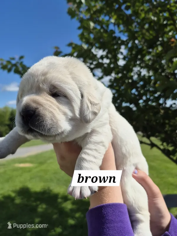 Brown – Labrador Retriever puppy for sale in Shortsville, NY