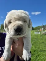 Grey, a male Labrador Retriever for sale in Shortsville, NY – 2 of 3