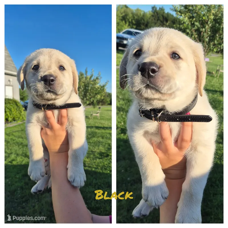 Black – Labrador Retriever puppy for sale in Shortsville, NY