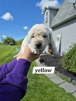 Yellow, a female Labrador Retriever for sale in Shortsville, NY – 3 of 5