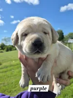 Purple , a female Labrador Retriever for sale in Shortsville, NY – 2 of 3