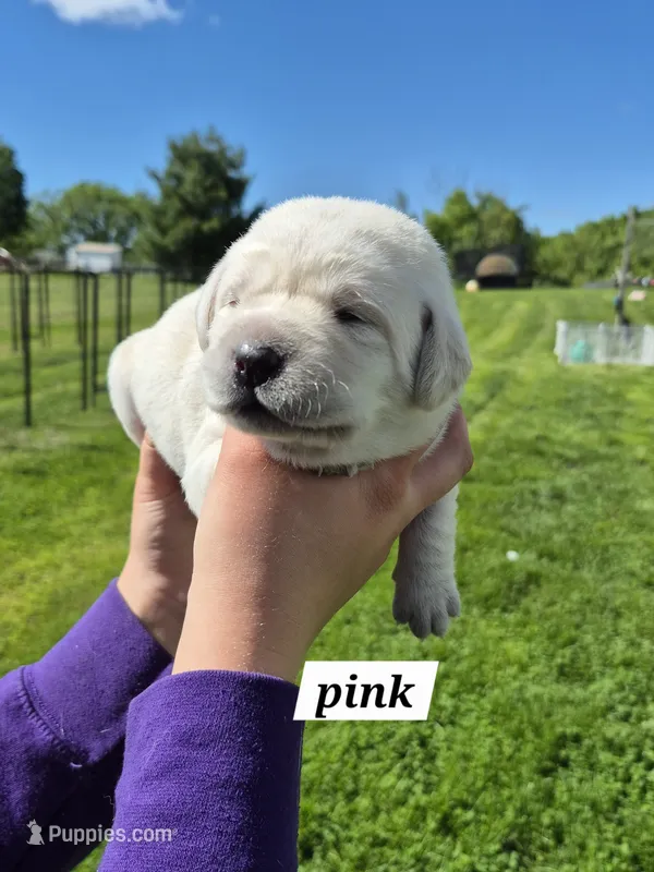 Pink  – Labrador Retriever puppy for sale in Shortsville, NY