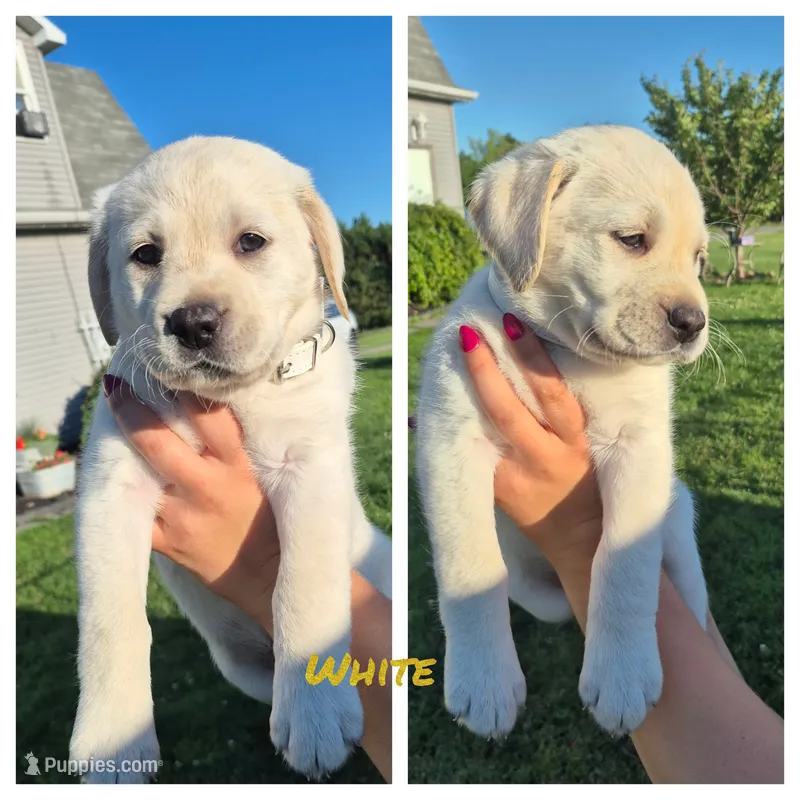 White – Labrador Retriever puppy for sale in Shortsville, NY
