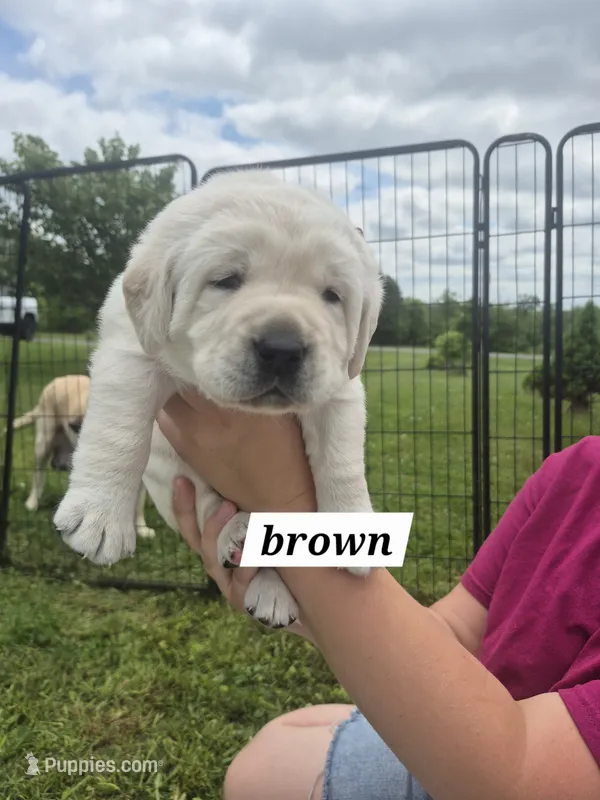 Brown – Labrador Retriever puppy for sale in Shortsville, NY