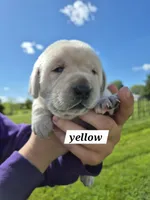 Yellow, a female Labrador Retriever for sale in Shortsville, NY – 1 of 5