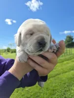 Yellow, a female Labrador Retriever for sale in Shortsville, NY – 4 of 5