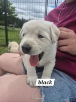 Black, a male Labrador Retriever for sale in Shortsville, NY – 4 of 4