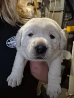 Green, a male Labrador Retriever for sale in Shortsville, NY – 2 of 3
