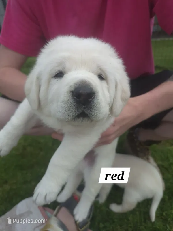 Red – Labrador Retriever puppy for sale in Shortsville, NY