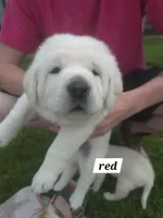 Red, a male Labrador Retriever for sale in Shortsville, NY – 1 of 2