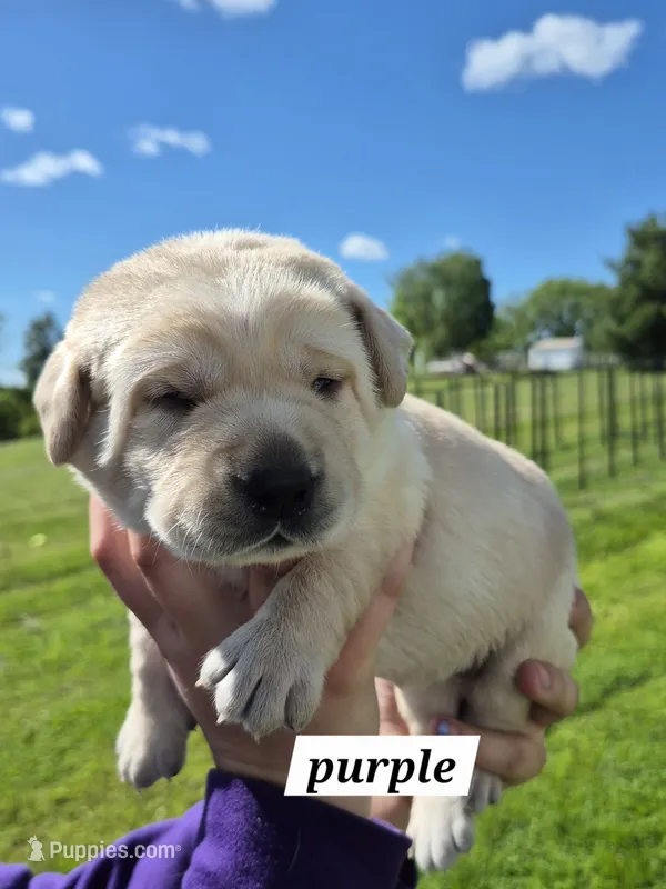 Purple  – Labrador Retriever puppy for sale in Shortsville, NY