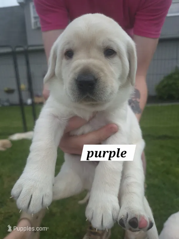 Purple  – Labrador Retriever puppy for sale in Shortsville, NY