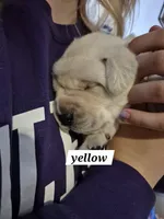 Yellow, a female Labrador Retriever for sale in Shortsville, NY – 2 of 5