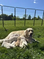 Green, a male Labrador Retriever for sale in Shortsville, NY – 3 of 3