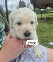Green, a male Labrador Retriever for sale in Shortsville, NY – 5 of 5
