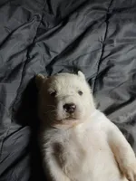 processed/1b9321e9-e0c1-42e9-8f84-7710a105904b/listing/57e63ed4-03d1-462f-8677-31d88749624e/1f75507d-18eb-4bfe-8ea8-03c126776737