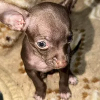 Little boy, a male Chihuahua for sale in Charleston, SC – Photo 4 of 9