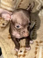 Little boy, a male Chihuahua for sale in Charleston, SC – Photo 4 of 9
