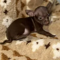 Little boy, a male Chihuahua for sale in Charleston, SC – Photo 3 of 9