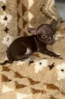 Little boy, a male Chihuahua for sale in Charleston, SC – Photo 3 of 9