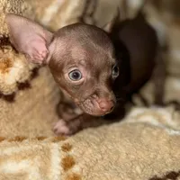 Little boy, a male Chihuahua for sale in Charleston, SC – Photo 6 of 9