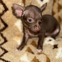 Little boy, a male Chihuahua for sale in Charleston, SC – Photo 7 of 9