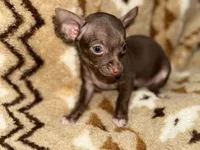 Little boy, a male Chihuahua for sale in Charleston, SC – Photo 7 of 9