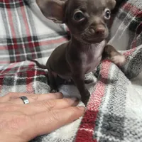 Little boy, a male Chihuahua for sale in Charleston, SC – Photo 9 of 9