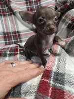 Little boy, a male Chihuahua for sale in Charleston, SC – Photo 9 of 9