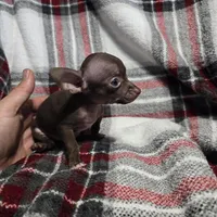 Little boy, a male Chihuahua for sale in Charleston, SC – Photo 8 of 9