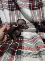 Little boy, a male Chihuahua for sale in Charleston, SC – Photo 8 of 9